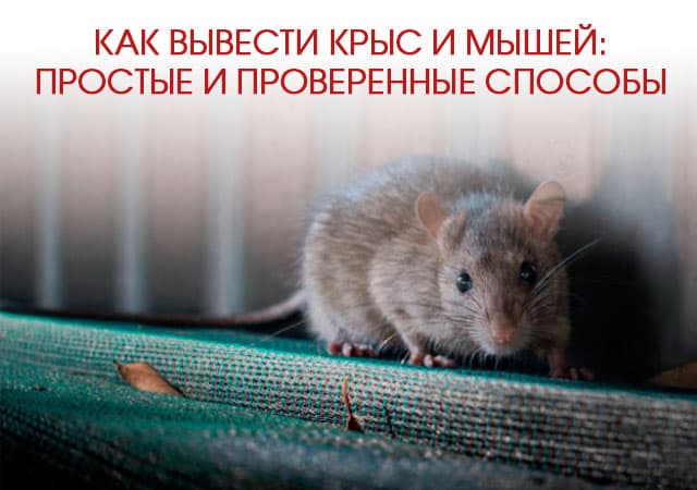 Как вывести крыс и мышей в Малаховке: простые и проверенные способы