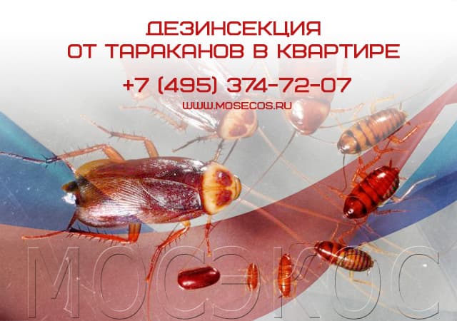 Дезинсекция от тараканов в квартире в Малаховке