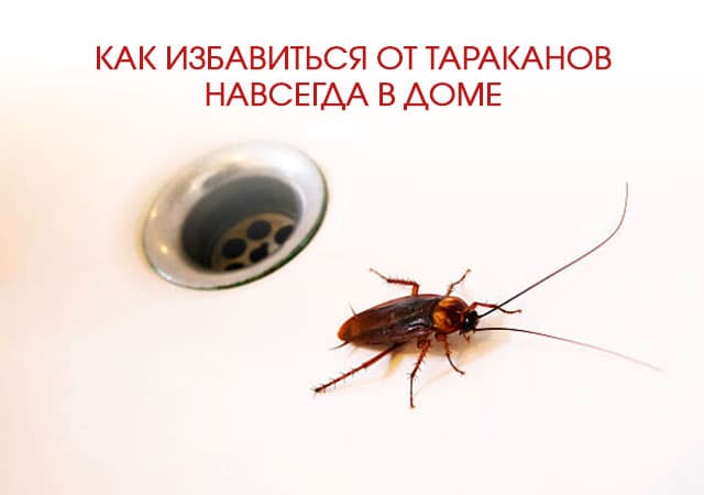 Как избавиться от тараканов в доме в Малаховке