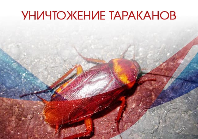 Уничтожение тараканов в Малаховке